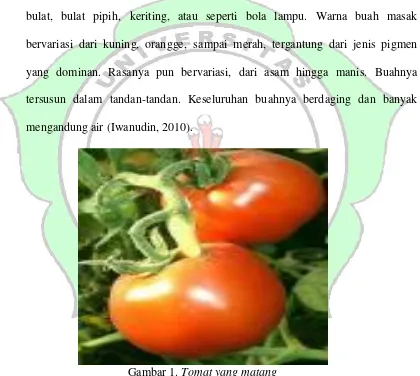 Gambar 1. Tomat yang matang 
