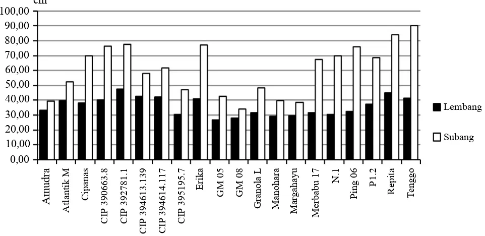 Tabel 3.  Perbandingan karakter tanaman 20 klon kentang yang ditanam di Lembang dan Subang (Plant characters of 20 potato clones at Lembang compared to Subang)