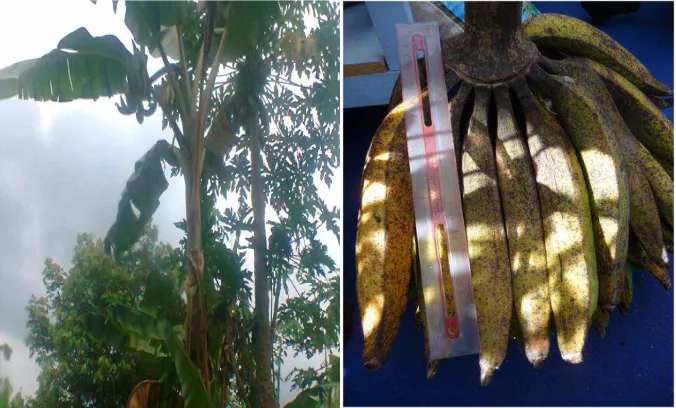 Gambar 9. Pisang Tanduk 