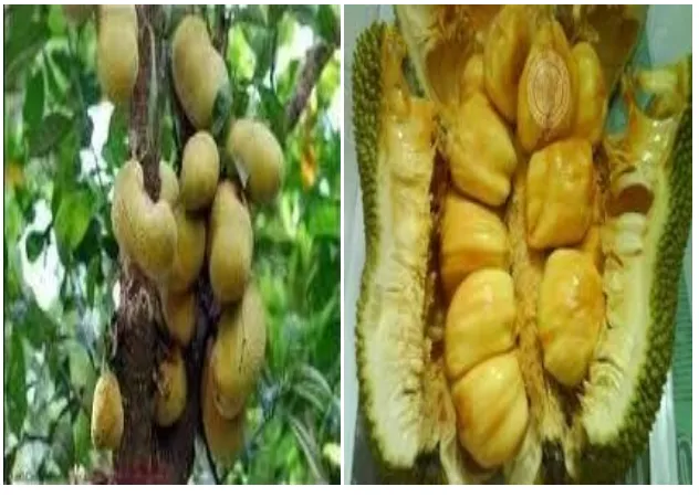 Gambar 11. Durian Bentara 