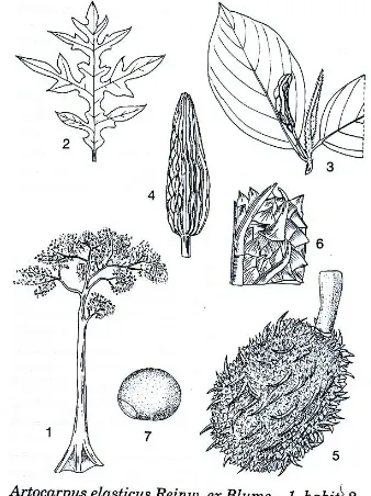 Gambar 1. Morfologi tumbuhan Artocarpus 
