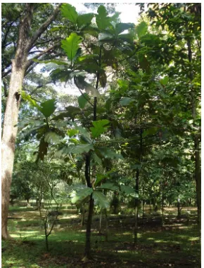 Gambar 2. Habitus Pohon Bendo muda