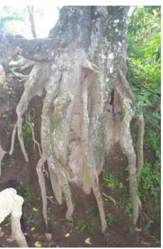 Gambar 3. Akar Pohon Bendo