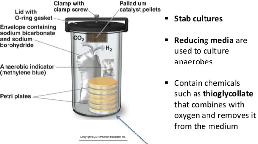 Gambar : Anaerobic jar
