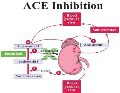 Gambar 4. Mekanisme ACE Inhibition  