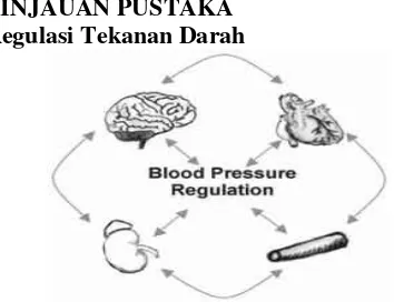 Gambar 1. Regulasi Tekanan Darah Berbagai  aktivitas organ yang berperan terhadap regulasi  