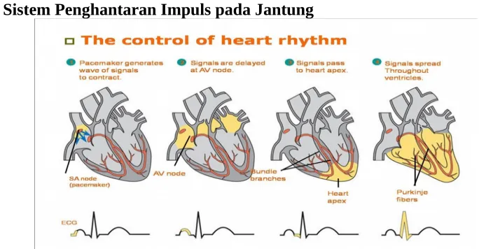 Gambar 8. Hantaran Impuls Jantung