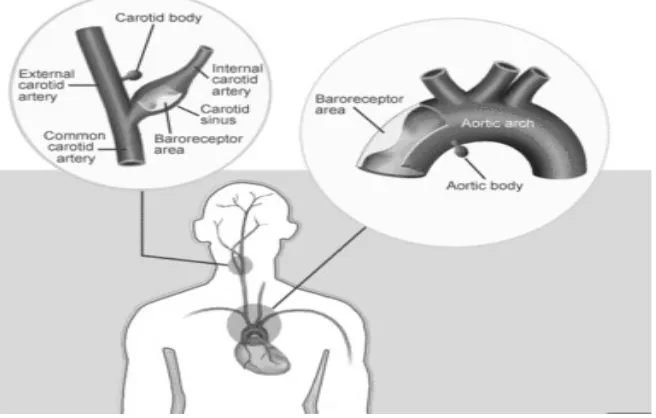Gambar 9. Sinus Carotikus dan Arcus Aorta