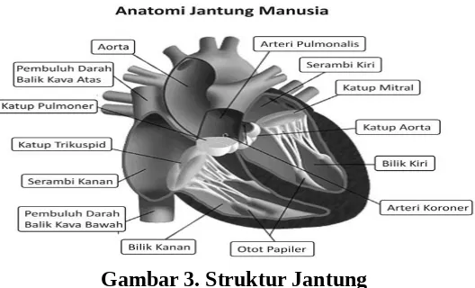 Gambar 3. Struktur Jantung