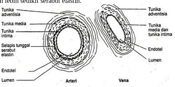 Gambar 5. Perbedaan arteri dan Vena3. Mekanisme Kerja Jantung