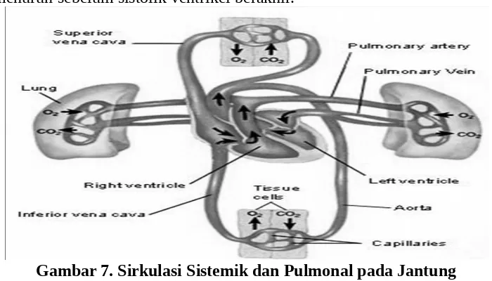 Gambar 7. Sirkulasi Sistemik dan Pulmonal pada Jantung