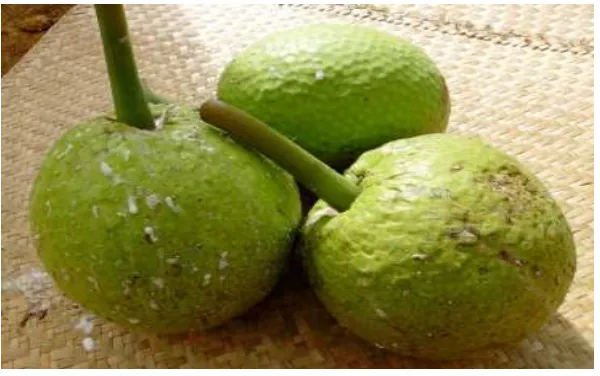 Gambar 1. Buah Sukun 