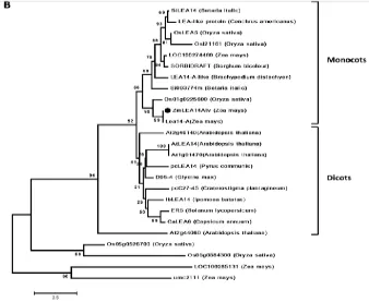 Gambar  1.  (A)  Penyelarasan  beberapa  urutan  ZmLEA14tv  dengan  homolognya  (proteinkelompok 5 LEA) dari berbagai spesies tanaman