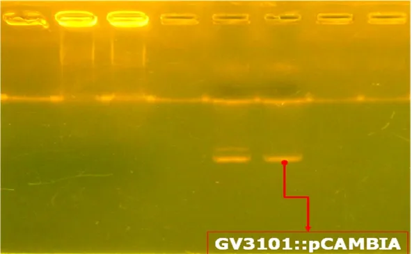 Gambar 2. Hasil Kultur A. tumefaciens strain GV3101::pCAMBIA .