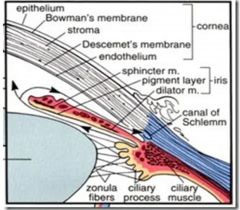 Gambar 2.2 Struktur segmen anterior (tanda panah menunjukkan arah aliran