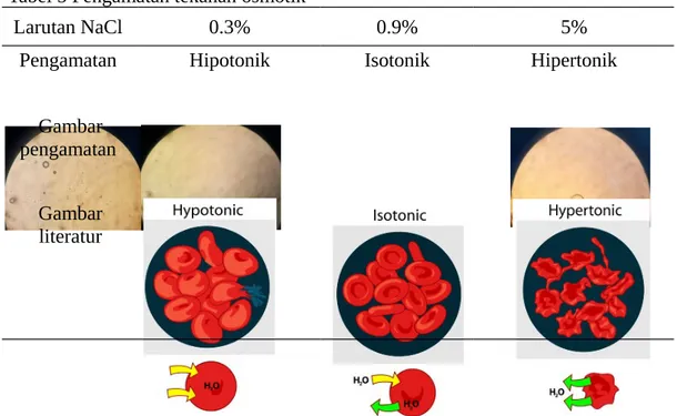 Tabel 5 Pengamatan tekanan osmotik