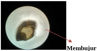Gambar 2. Pengamatan biji padi  ( Oryzasativa) secara  mikroskopis  pembesaran10x