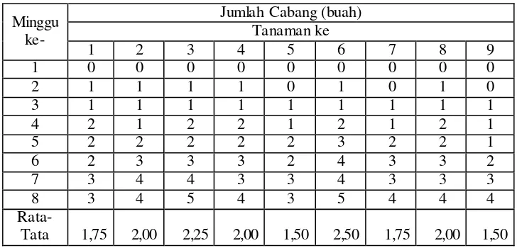 Tabel 3. Fase Vegetatif Jumlah Cabang Tanaman Terong (Solanum melongna) (buah) 
