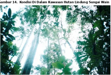 Gambar 14.  Kondisi Di Dalam Kawasan Hutan Lindung Sungai Wain 