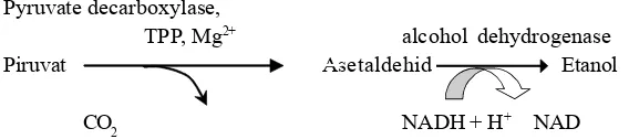 Gambar 1. Reaksi pembentukan etanol dari piruvat dengan kerja enzim Pyruvate decarboxylase (PDC) dan