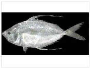 Gambar 1. Ikan Bandeng (Chanos chanos)