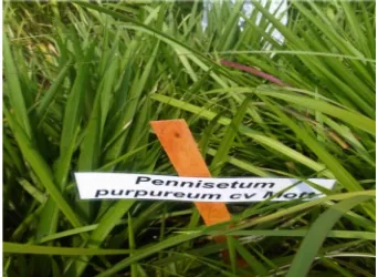 Gambar 4. Pennisetum purpureum 