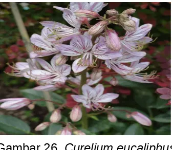 Gambar 26. Curelium eucaliphus