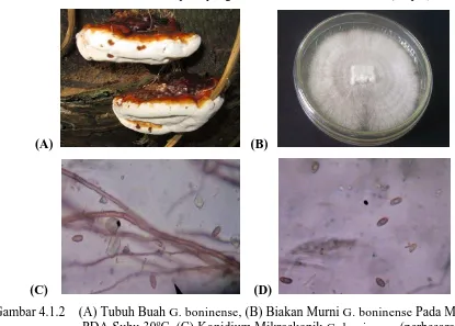 Gambar 4.1.2    (A) Tubuh Buah G. boninense, (B) Biakan Murni G. boninense Pada Media PDA Suhu 30oC, (C) Konidium Mikroskopik G