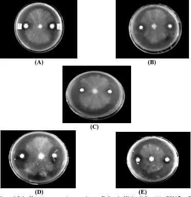 Gambar 4.2.1 Kemampuan Antagonisme Bakteri Kitinolitik (A) BK17, (B) BK15,                            (C) BK13, (D) LK08,  (E) KR05 terhadap Ganoderma boninense   