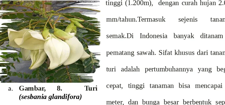 Tabel ,3. Kandungan Nutrien Gamal 