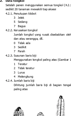 Gambar 1.  Susunan baris biji 