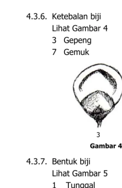 Gambar 5.  Bentuk biji 