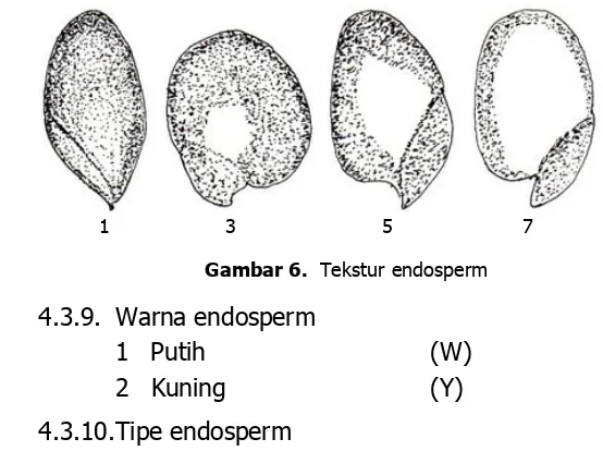 Gambar 6.  Tekstur endosperm 
