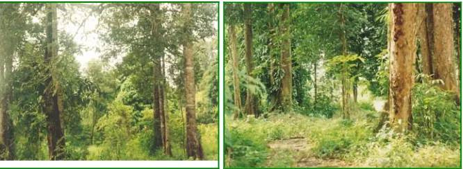 Gambar 1. Kondisi lingkungan durian lokal di Kalimantan Tengah yang sebagian besar merupakan kumpulan populasi yang membentuk hutan durian