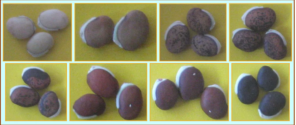 Gambar 1. Jenis-jenis kacang komak di Kecamatan Tongas, Probolinggo, Jawa Timur, tahun 2007 (pantai utara Jawa Timur).