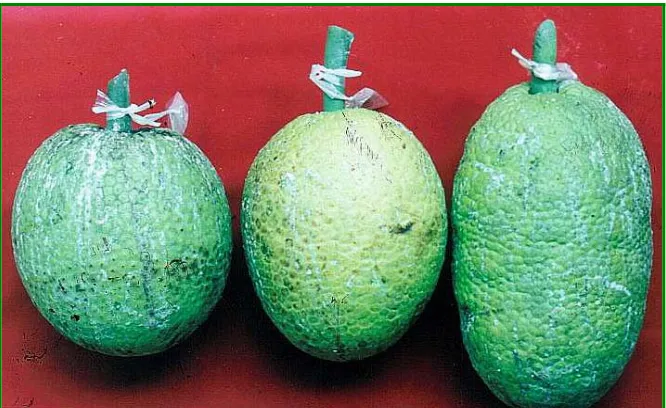 Gambar 1. Keragaan buah sukun dari Bangko Jambi bentuk buah bulat, oval, dan lonjong pada satu pohon dengan bobot buah berkisar 2-3,5 kg