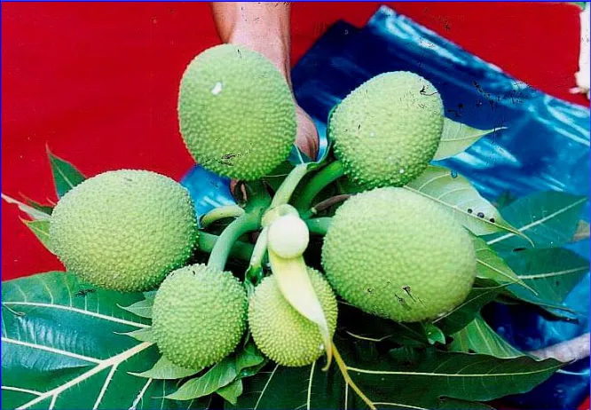 Gambar 2. Keragaan buah sukun dari Serang, Banten, bentuk buah bulat berserat halus, dengan bobot buah 250-450 g