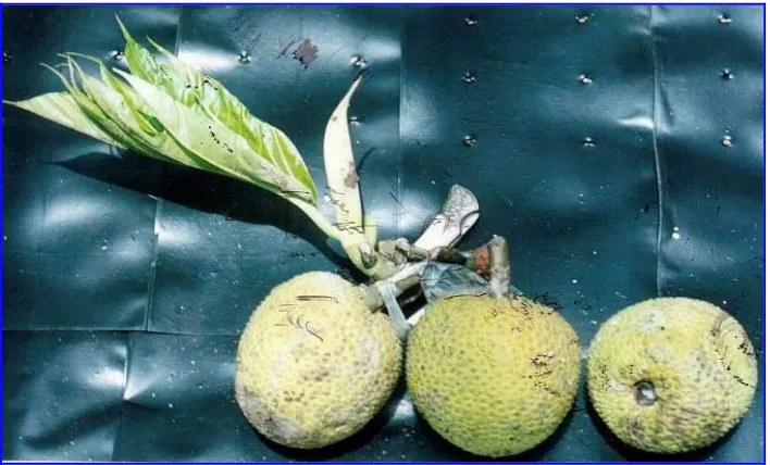 Gambar 4. Keragaan buah sukun dari Binjai, Sumatera Utara, bentuk buah lonjong, dengan bobot 2,5-3,5 kg