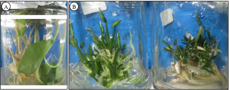 Gambar 1. Koleksi plasma nutfah talas di Laboratorium Konser-vasi In Vitro BB Biogen. 