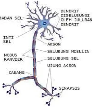 Gambar 1 Sel Saraf