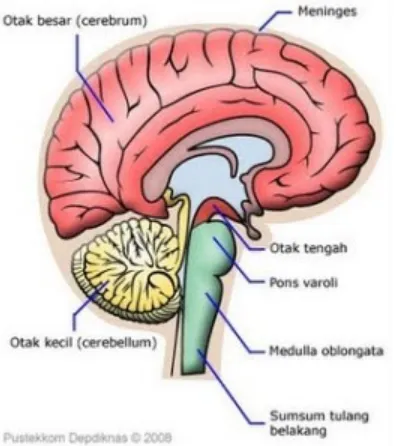 Gambar Otak2) Sumsum tulang belakang (medula spinalis)