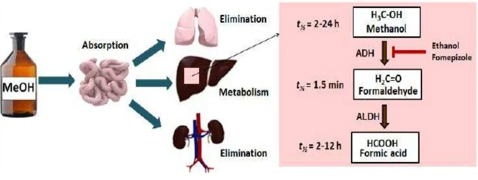 Gambar 1. Metabolisme Metanol 6  