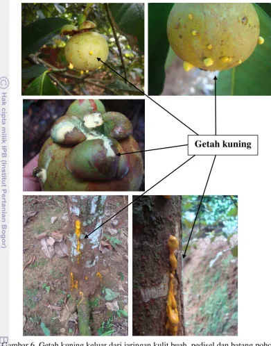 Gambar 6. Getah kuning keluar dari jaringan kulit buah, pedisel dan batang pohon 