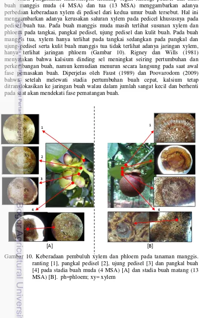 Gambar 10. Keberadaan pembuluh xylem dan phloem pada tanaman manggis. ranting [1], pangkal pedisel [2], ujung pedisel [3] dan pangkal buah [4] pada stadia buah muda (4 MSA) [A] dan stadia buah matang (13 MSA) [B]