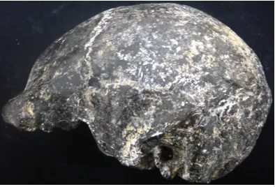 Gambar 2. Fosil Homo erectus (Sambungmacan 3, Sm 3) dari situs Sambungmacan,  Sragen (lateral kiri,   koleksi foto: Rusyad Adi Suriyanto) 