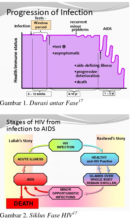 Gambar 2. Siklus Fase HIV17