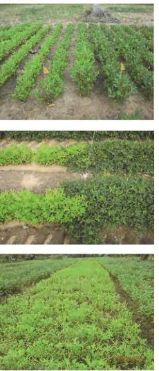 Gambar 3.Tanaman kacang tanah dilahan kering masamLampung yang kahat N,daun menguning (fotosebelah kiri) dan yangnormal (foto sebelahkanan) (foto: Taufiq,Balitkabi)
