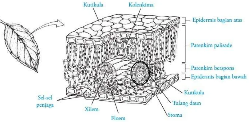 Gambar 4.1. Struktur Anatomi daun (//http:google.com//)  
