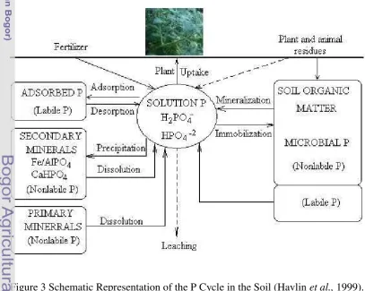 Figure 3 Schematic Representation of the P Cycle in the Soil (Havlin et al., 1999). 