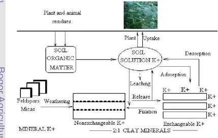 Figure 4 K Equilibrium and Cycling in Soil (Havlin et al., 1999). 